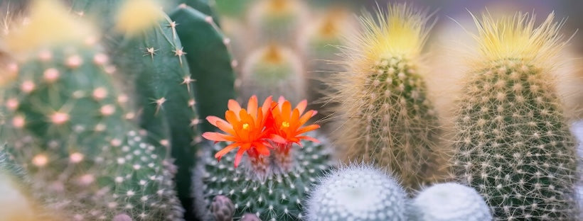 Desert Blossom